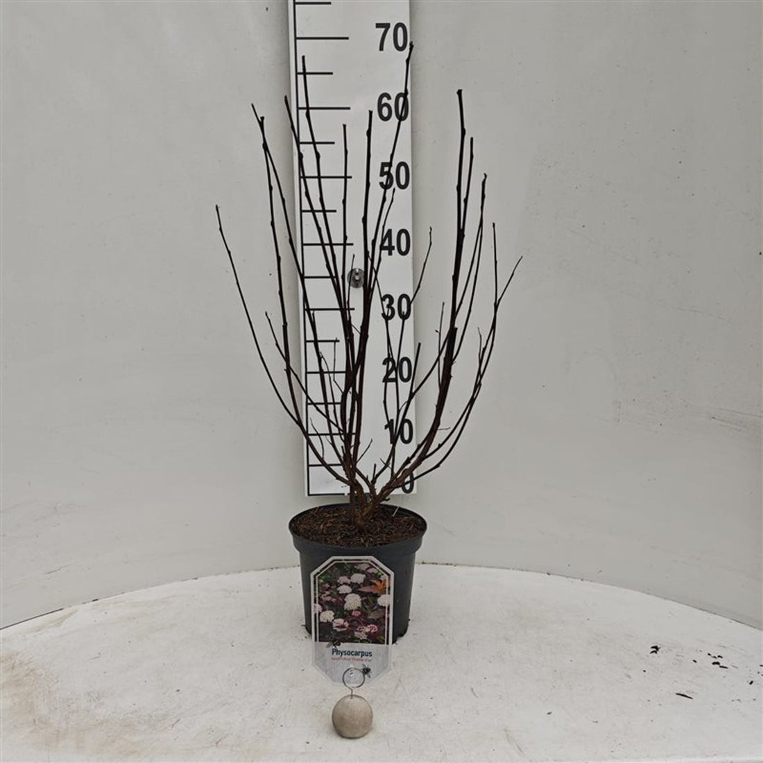 Smällspirea op. &