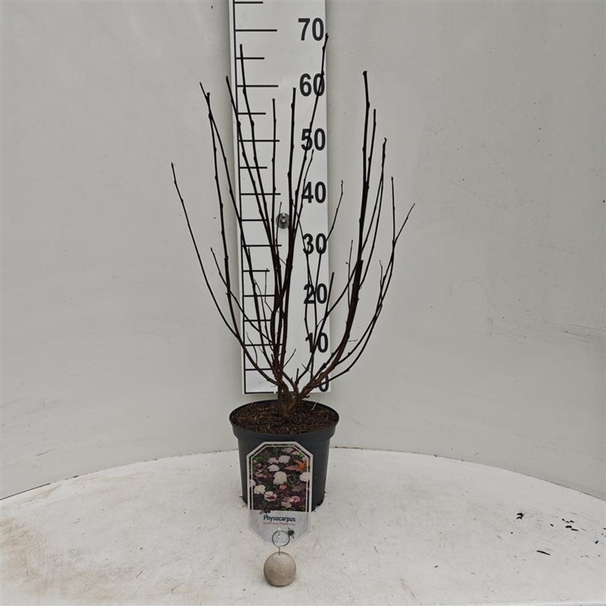 Physocarpus op. &
