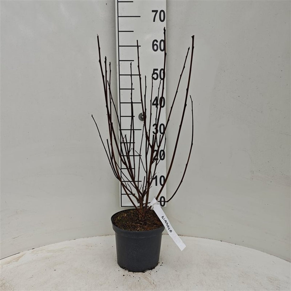 Smällspirea op. &