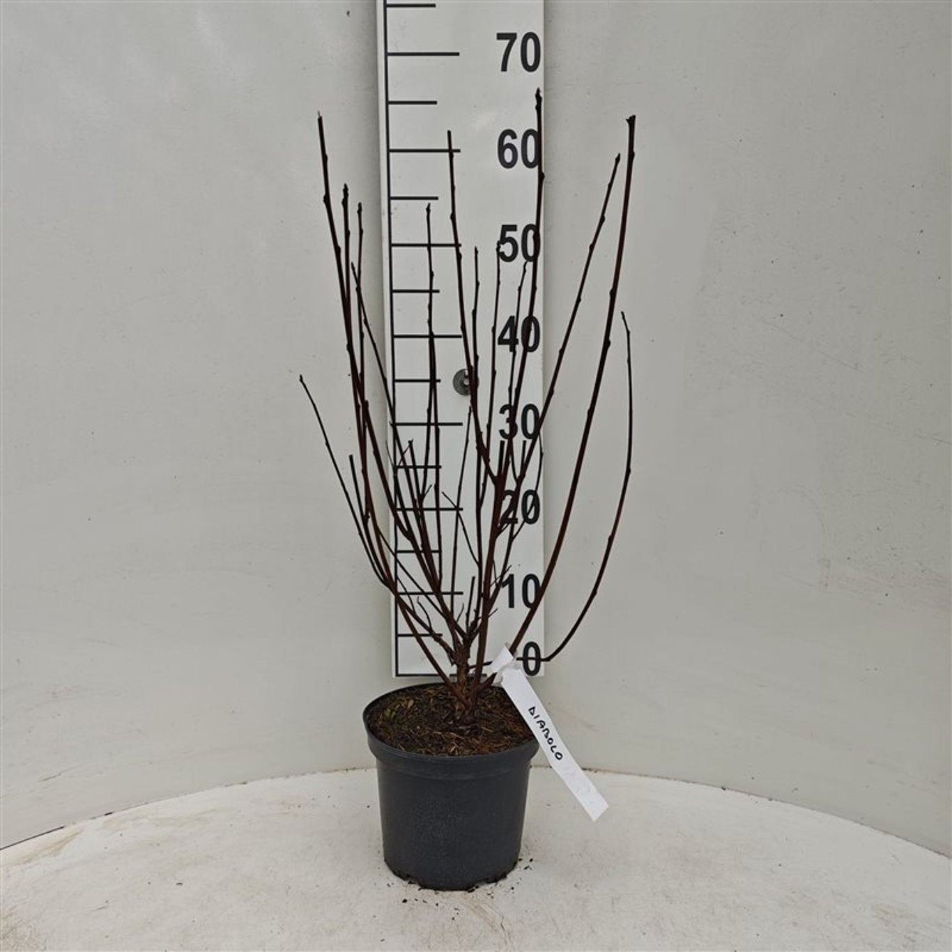 Smällspirea op. &