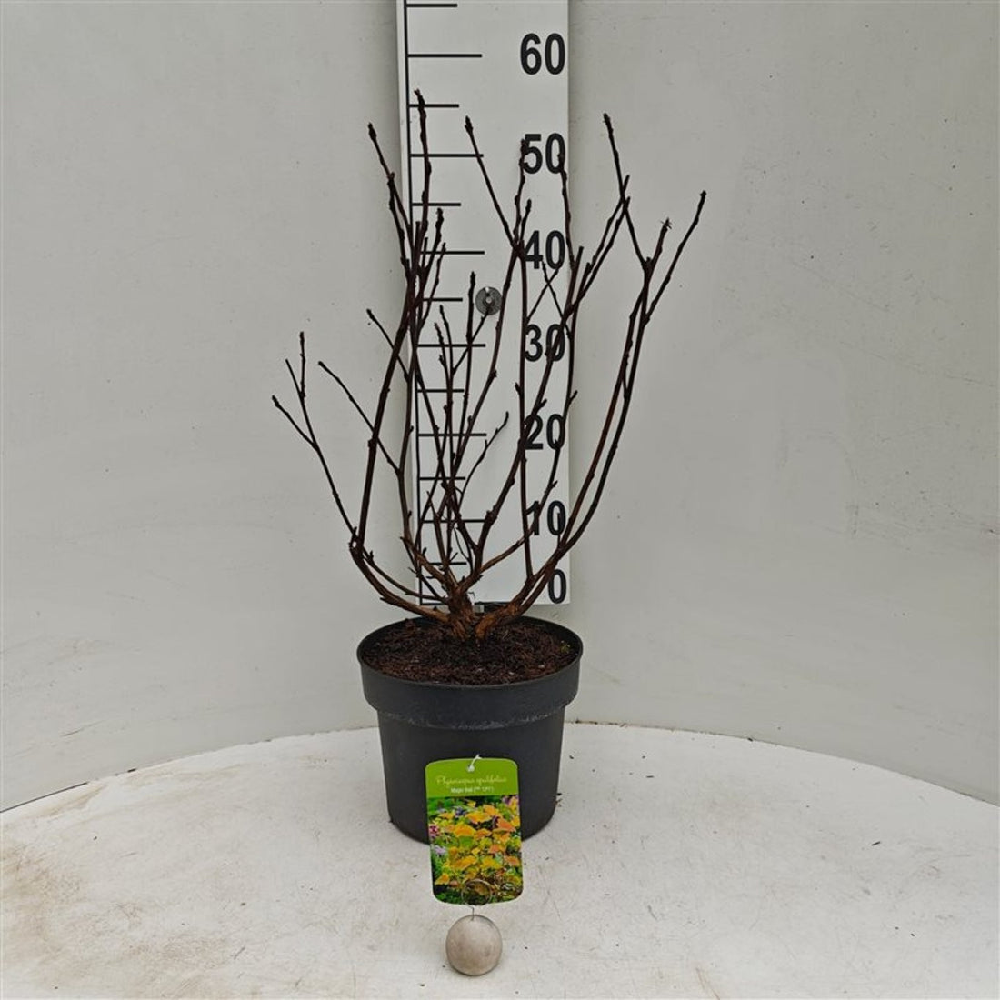 Smällspirea op. &