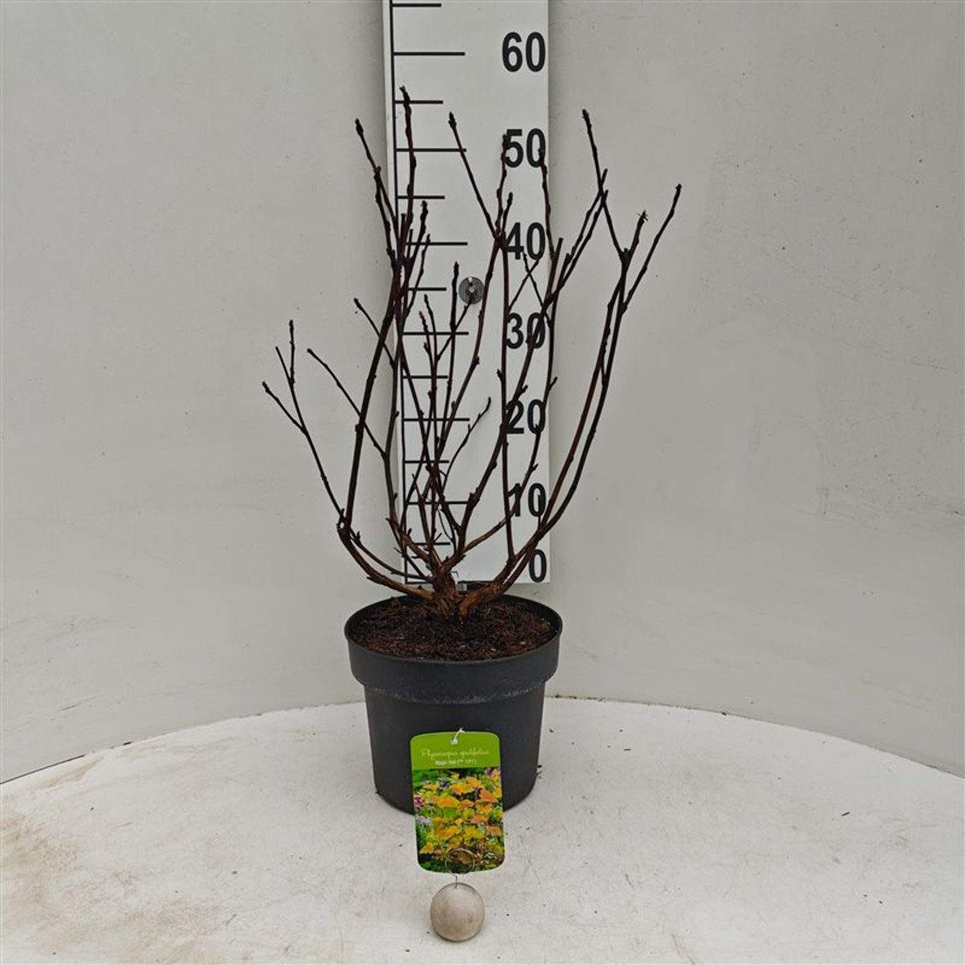 Smällspirea op. &