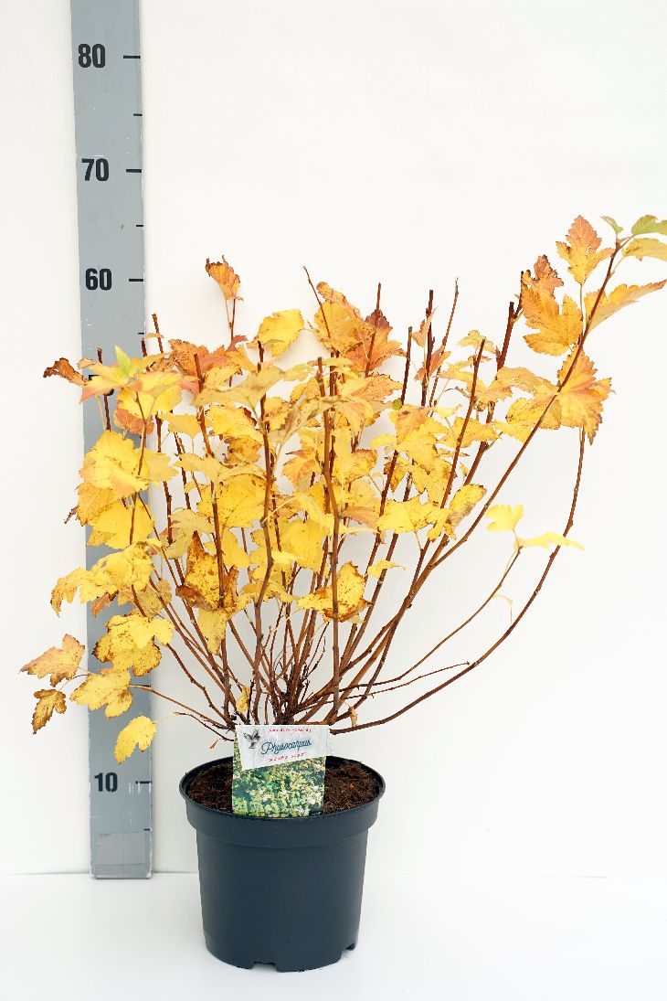 Smällspirea op. &