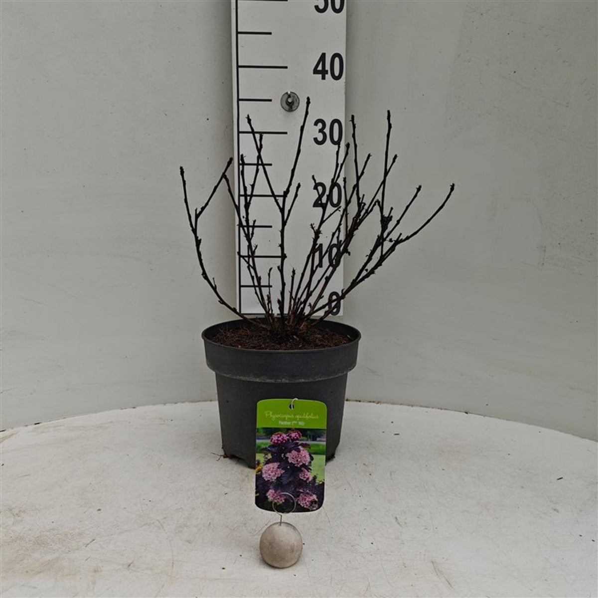 Physocarpus opul. &