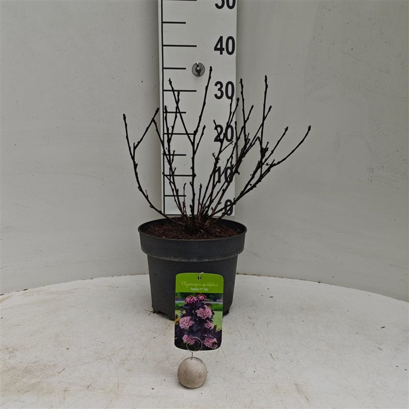Physocarpus opul. &