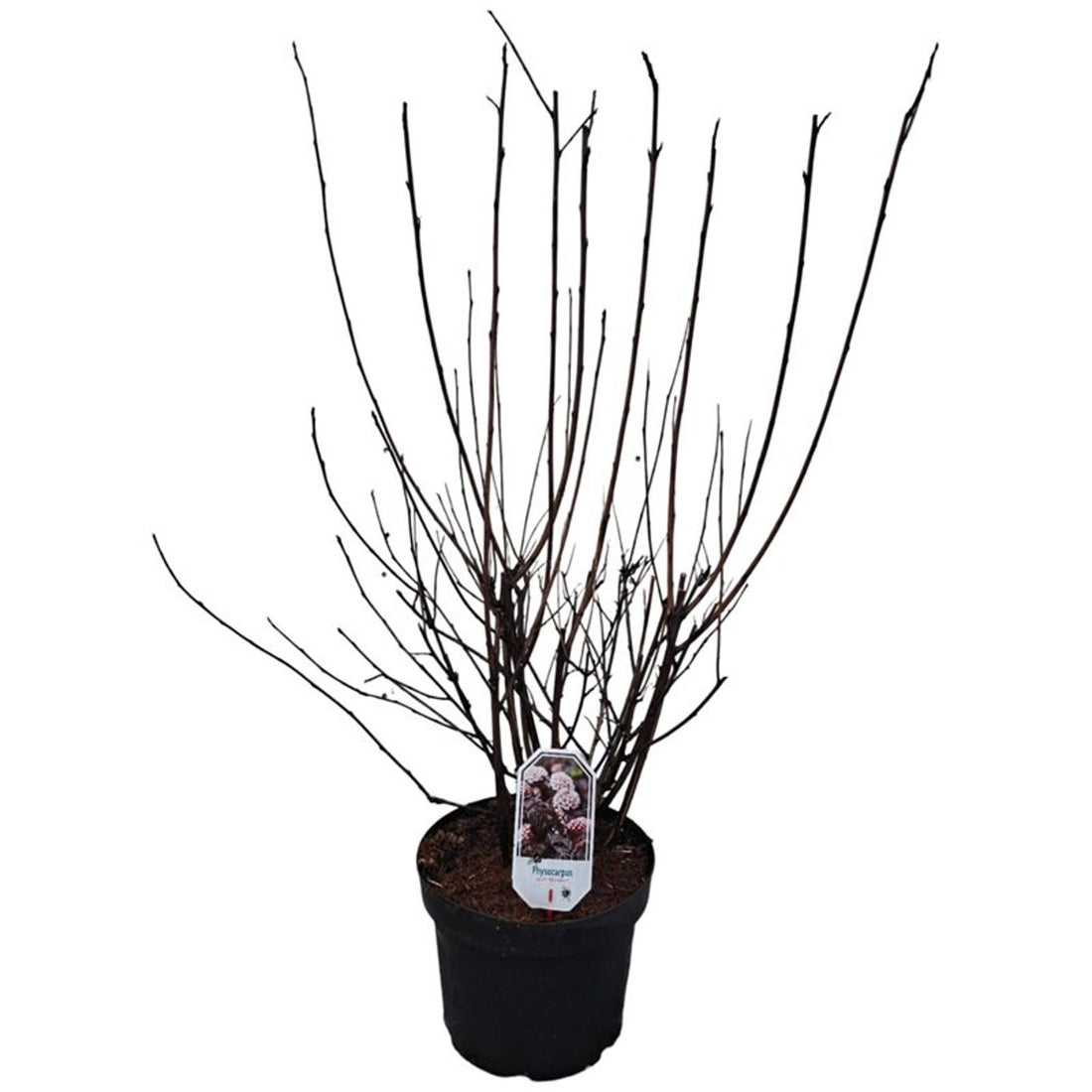 Smällspirea op. &
