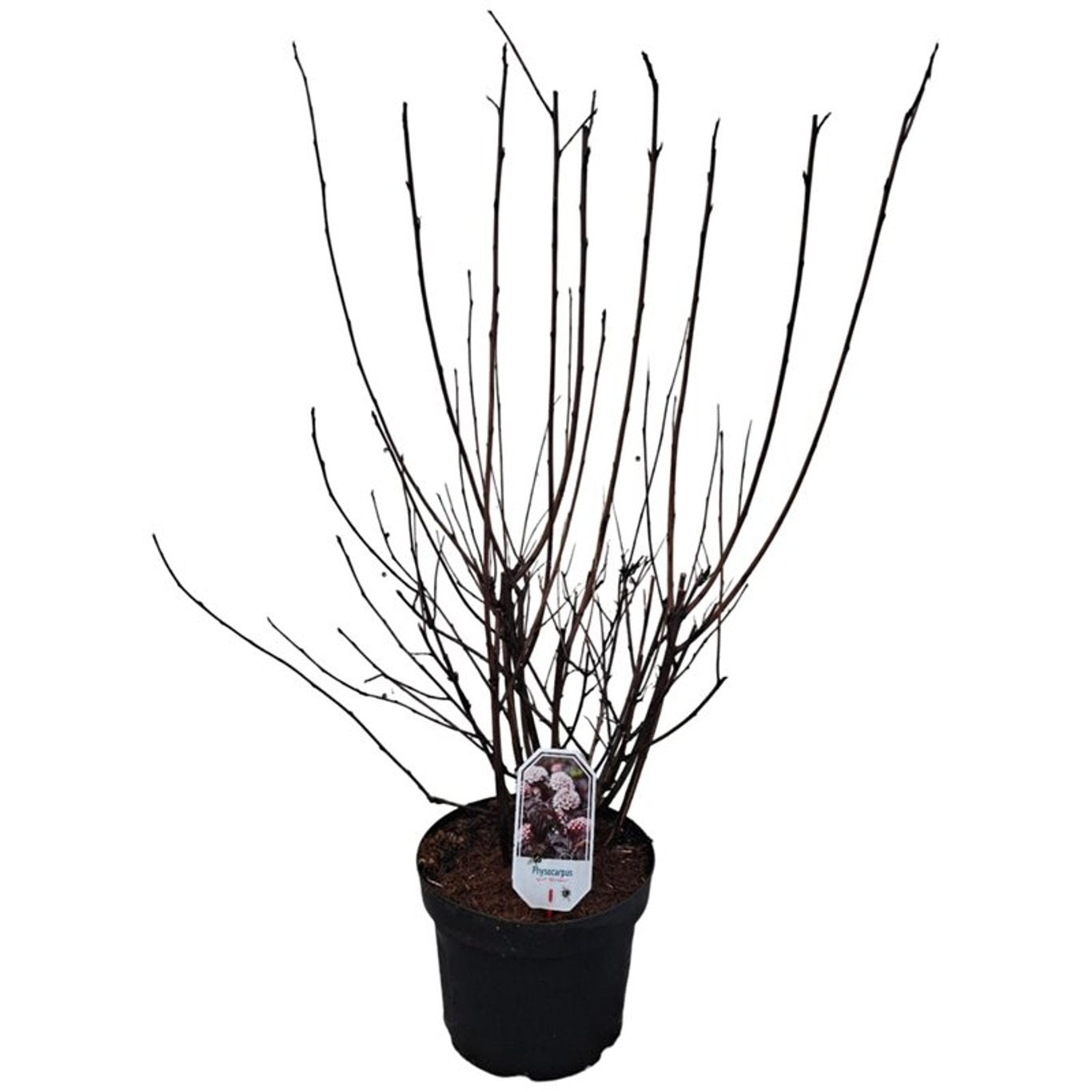 Smällspirea op. &