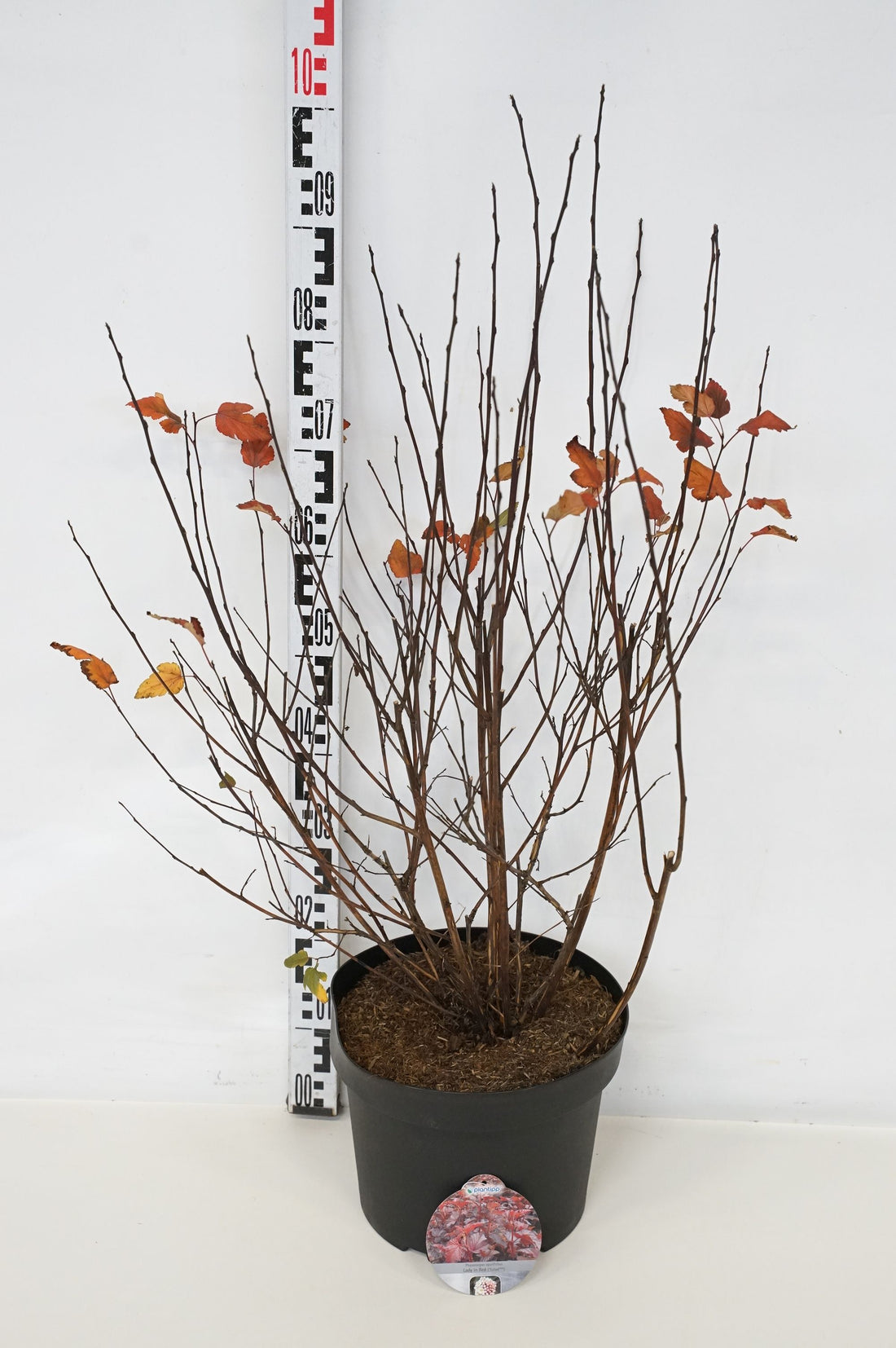 Smällspirea op. &