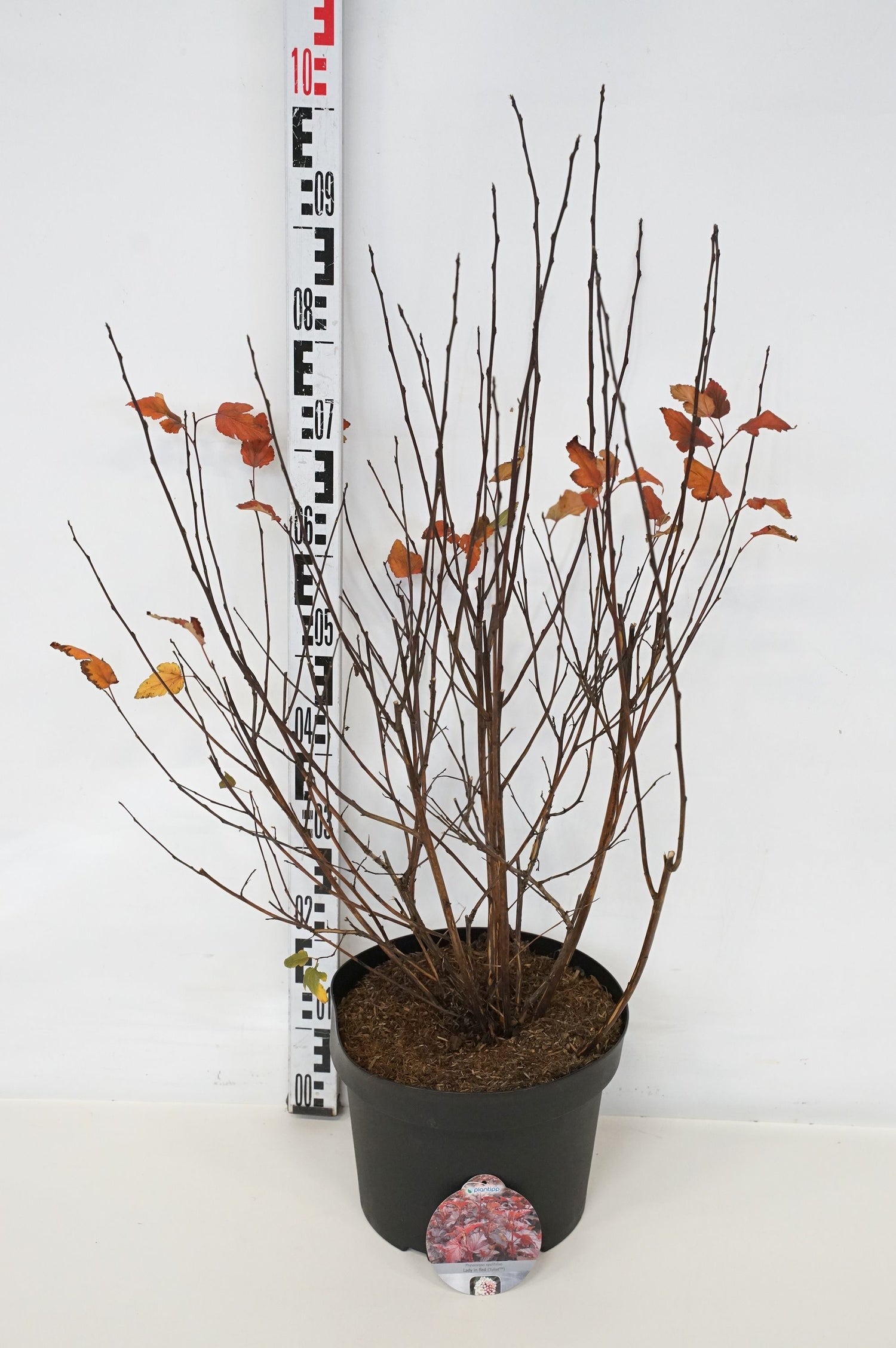 Smällspirea op. &