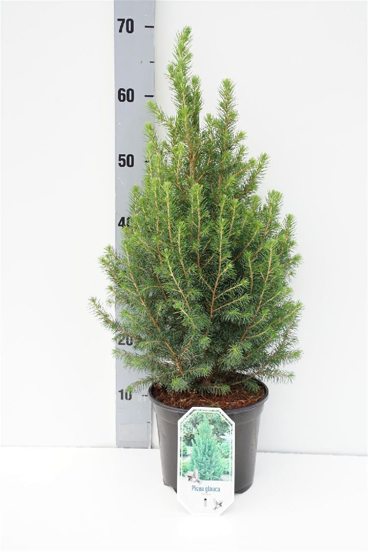 Picea gl. &