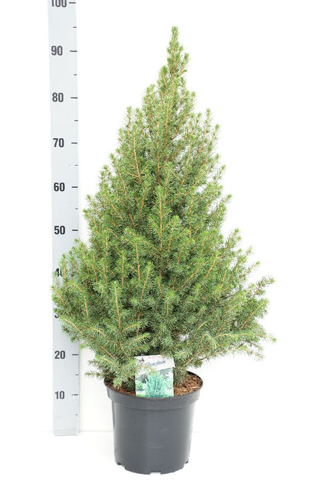 Picea gl. "Conica"