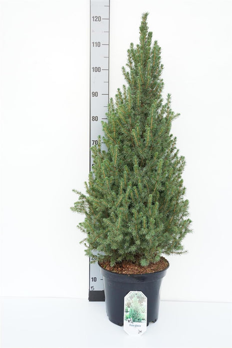 Picea gl. 'Conica'