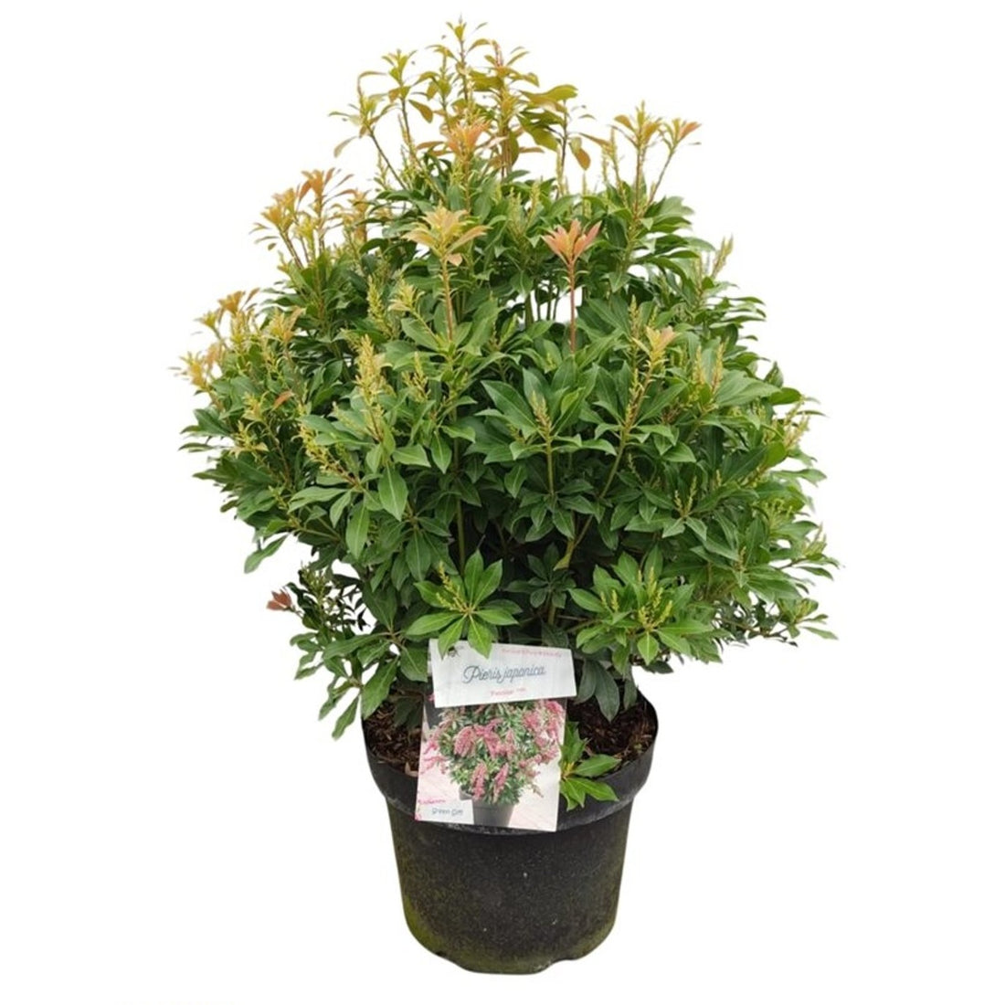 Pieris jap. &
