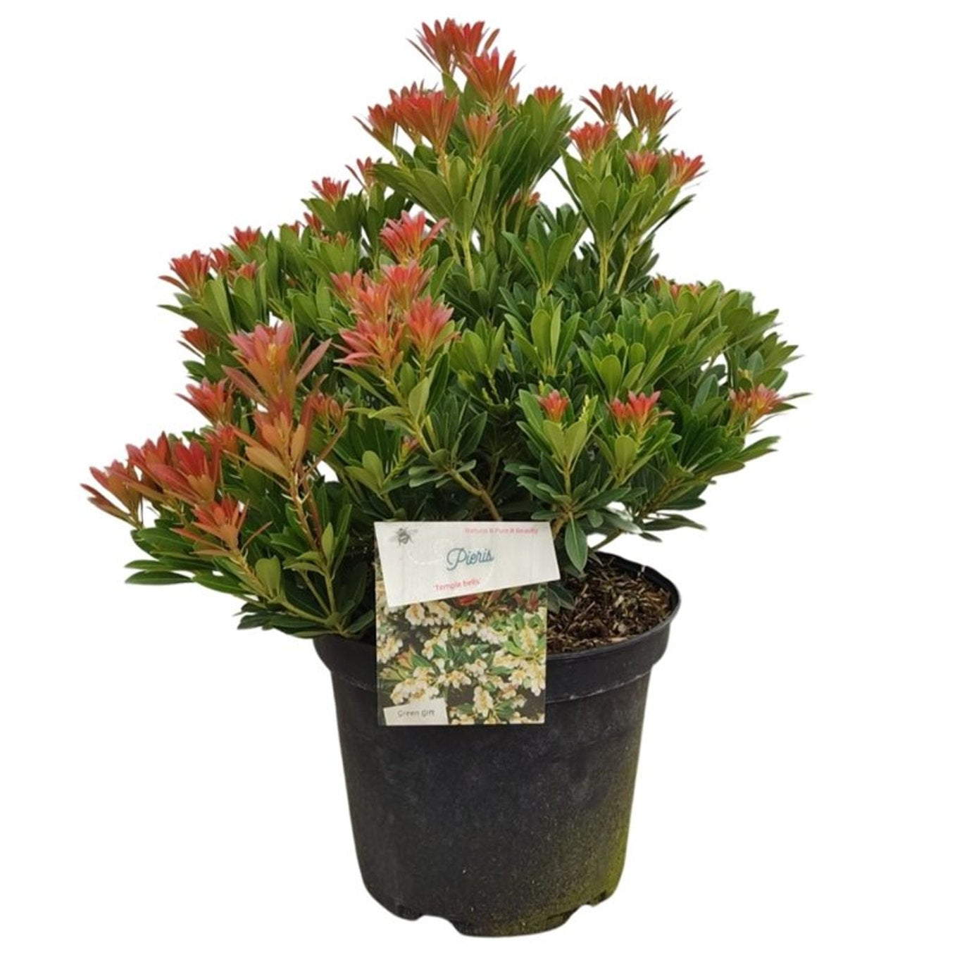 Pieris jap. &