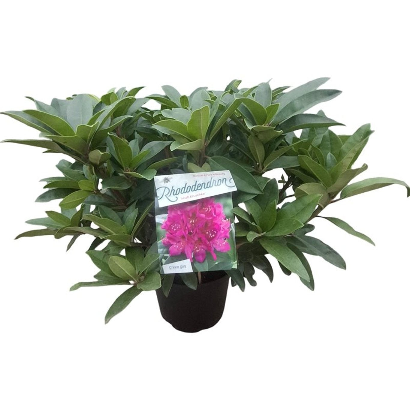 Rhododendron &