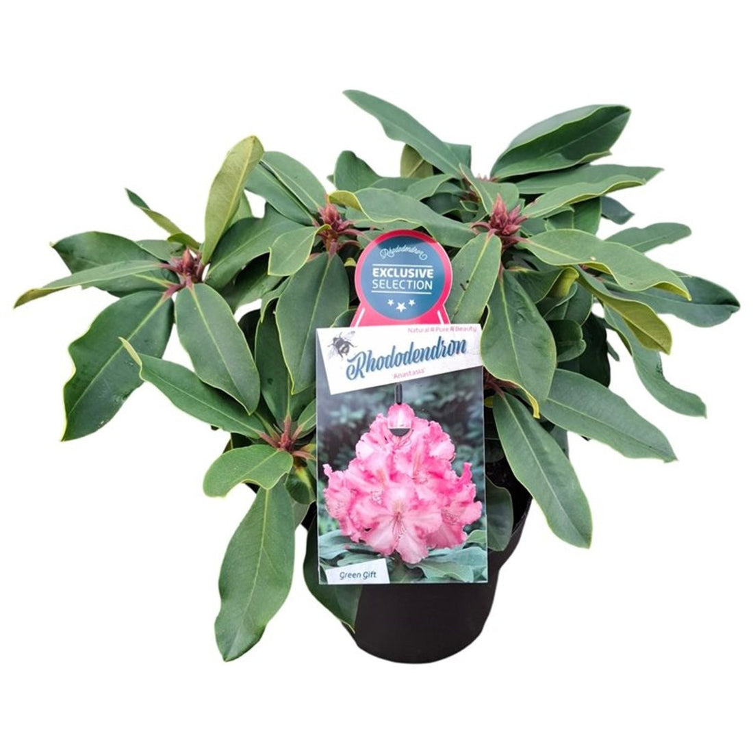 Rhododendron (Y) &