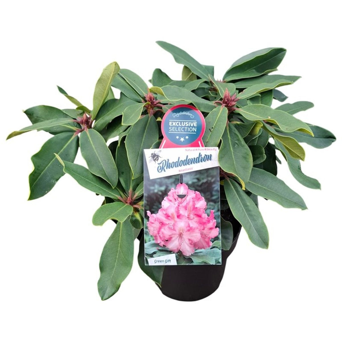Rhododendron (Y) &
