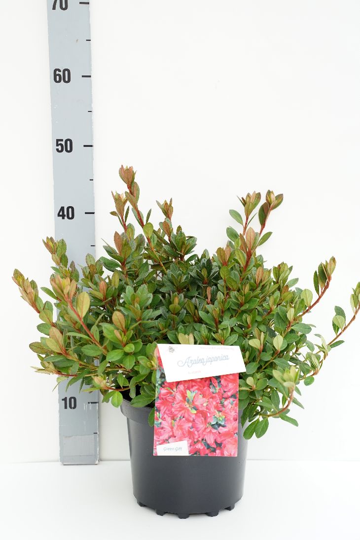 Rododendron (AJ) &