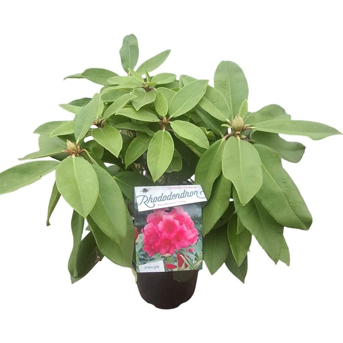 Rododendron &