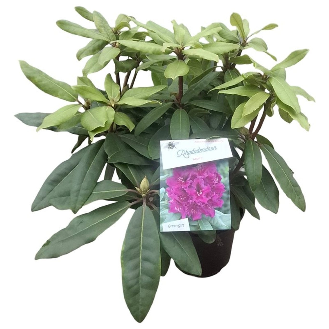 Rhododendron &