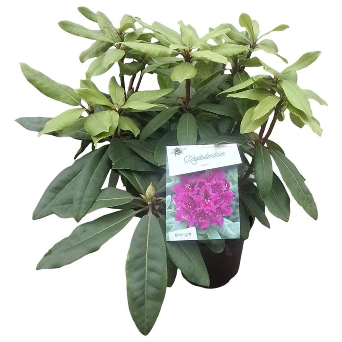 Rhododendron &
