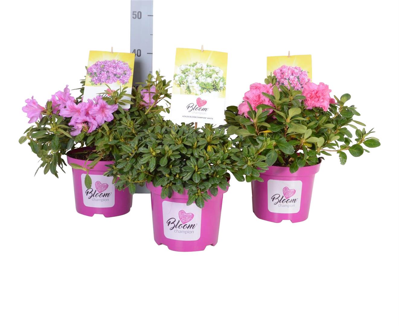 Rododendron &