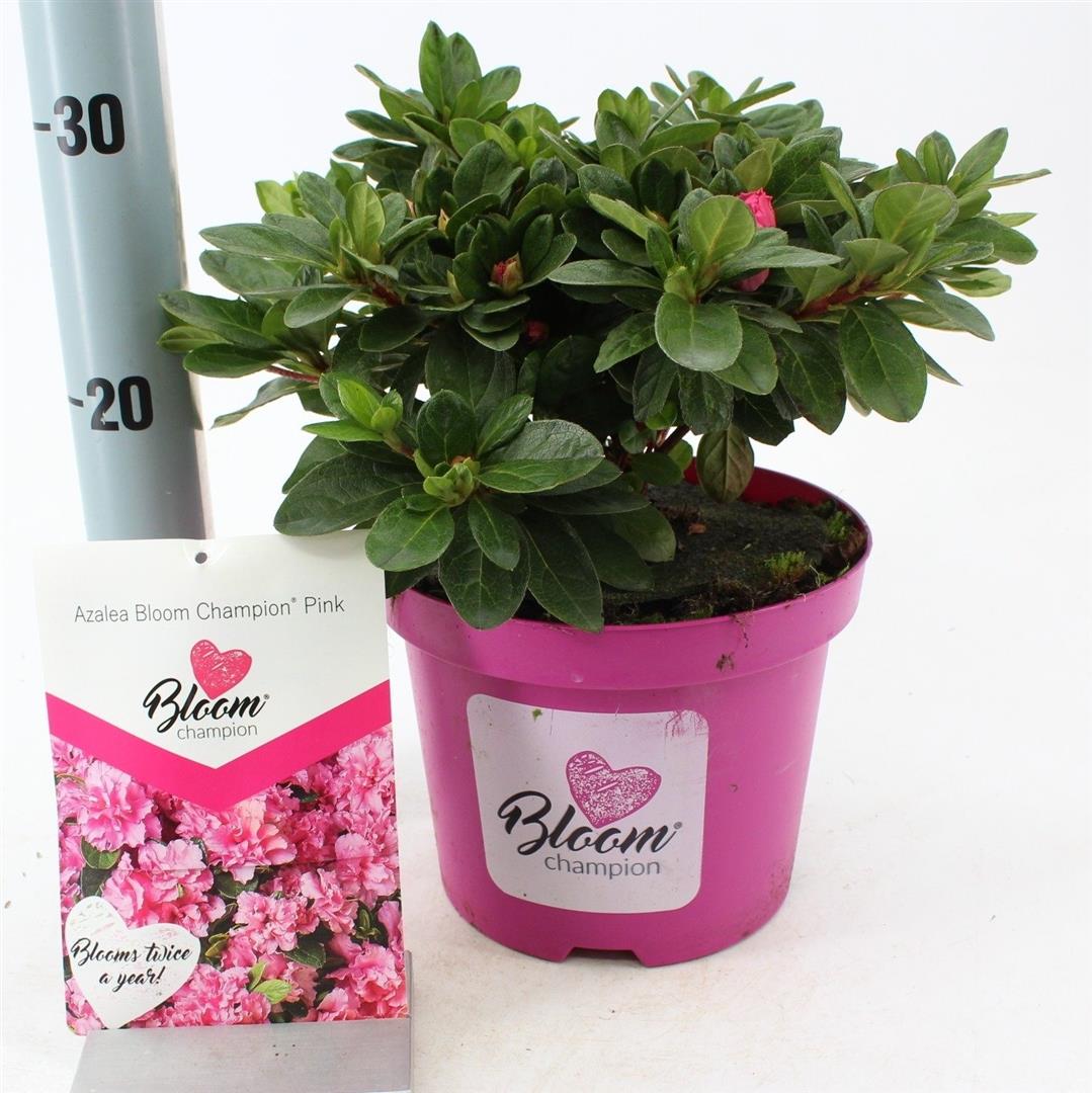 Rododendron &