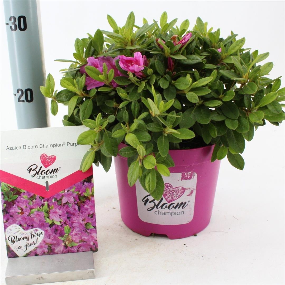 Rododendron &