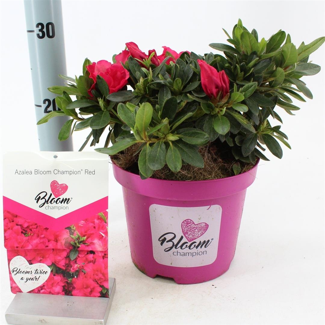 Rododendron &