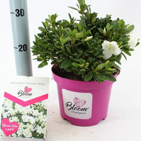 Rhododendron 'BloomChampion® White'