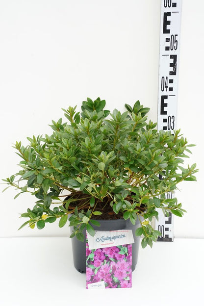 Rhododendron (AJ) &