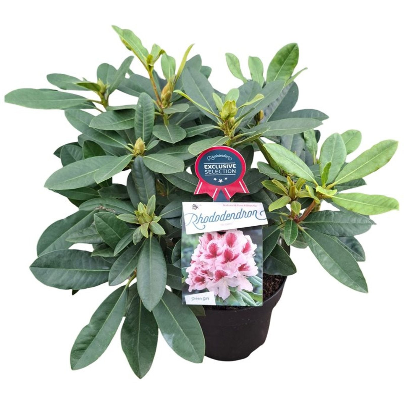 Rhododendron &