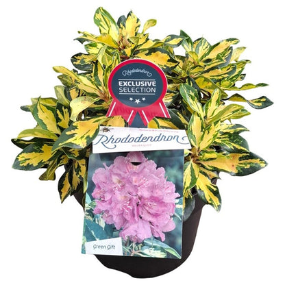 Rhododendron &