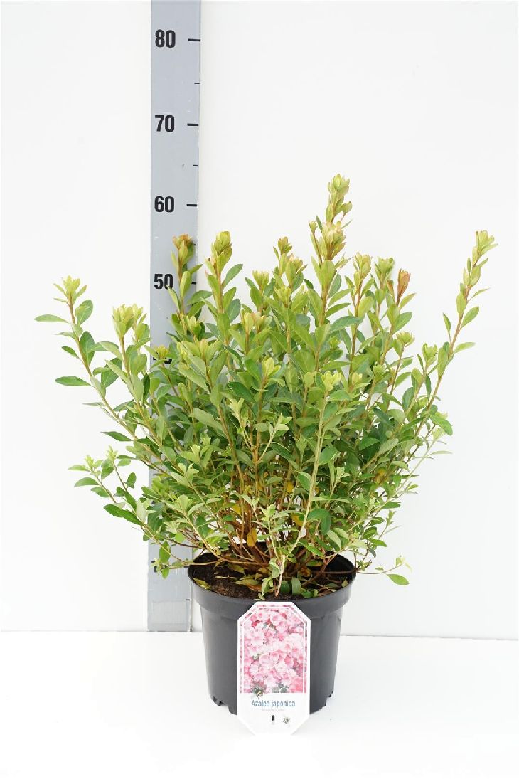 Rhododendron (AJ) &