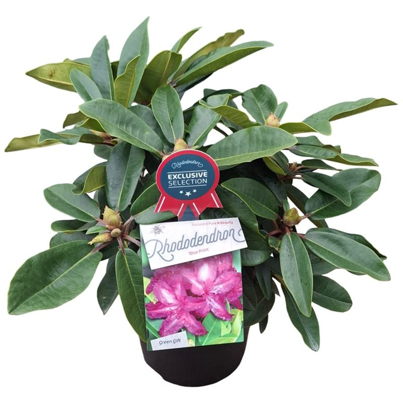 Rhododendron &