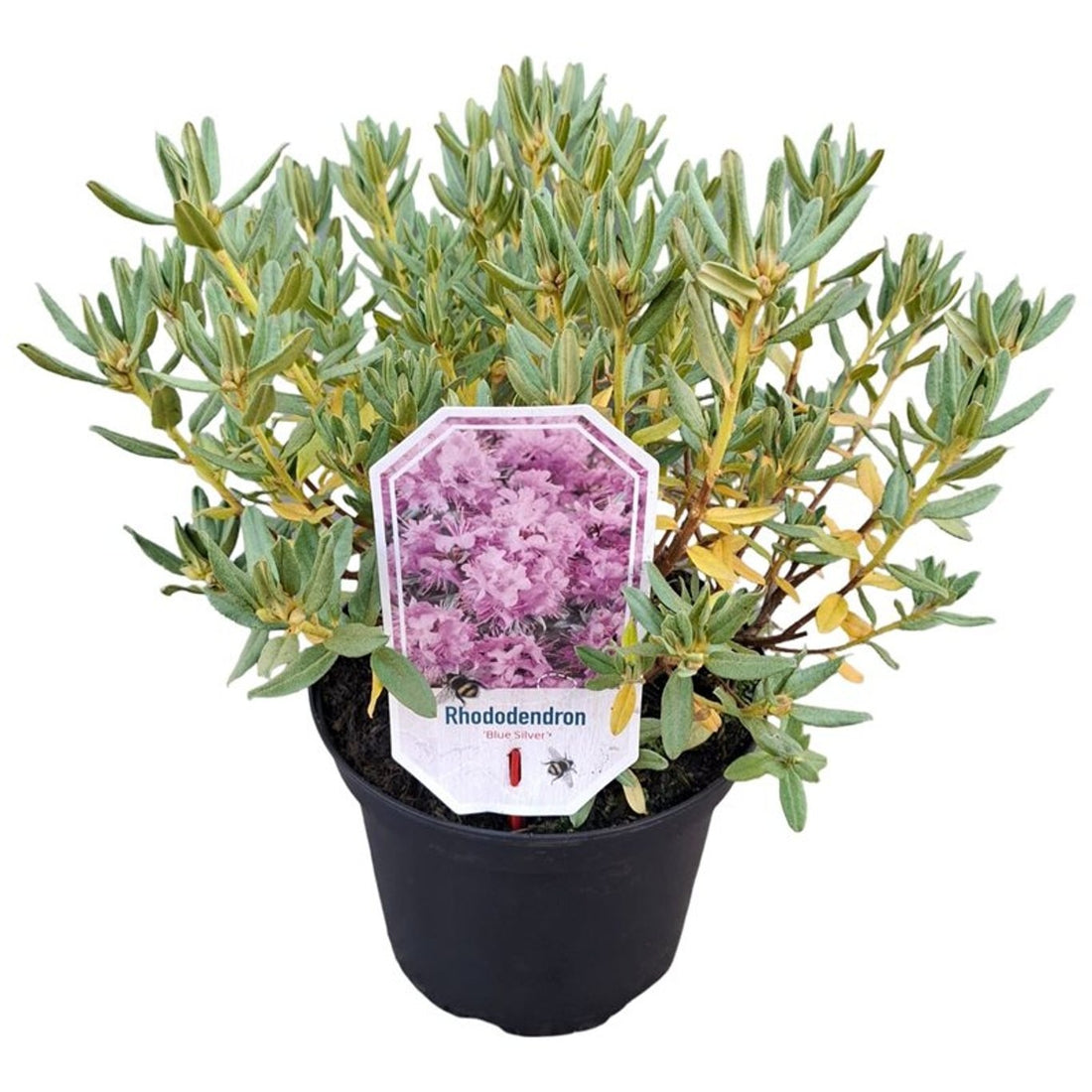 Rododendron &