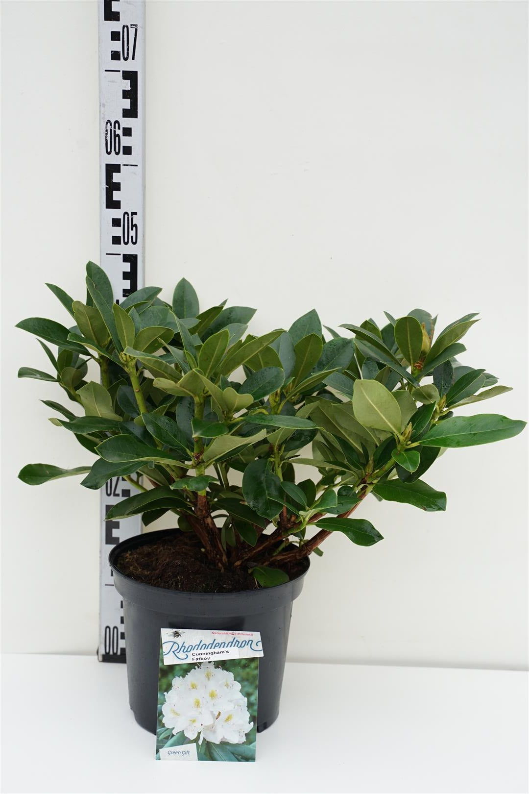 Rhododendron &