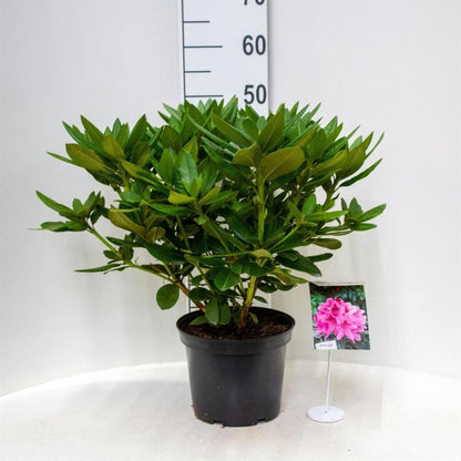 Rhododendron &