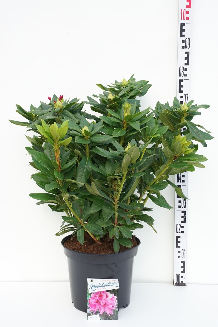 Rododendron &
