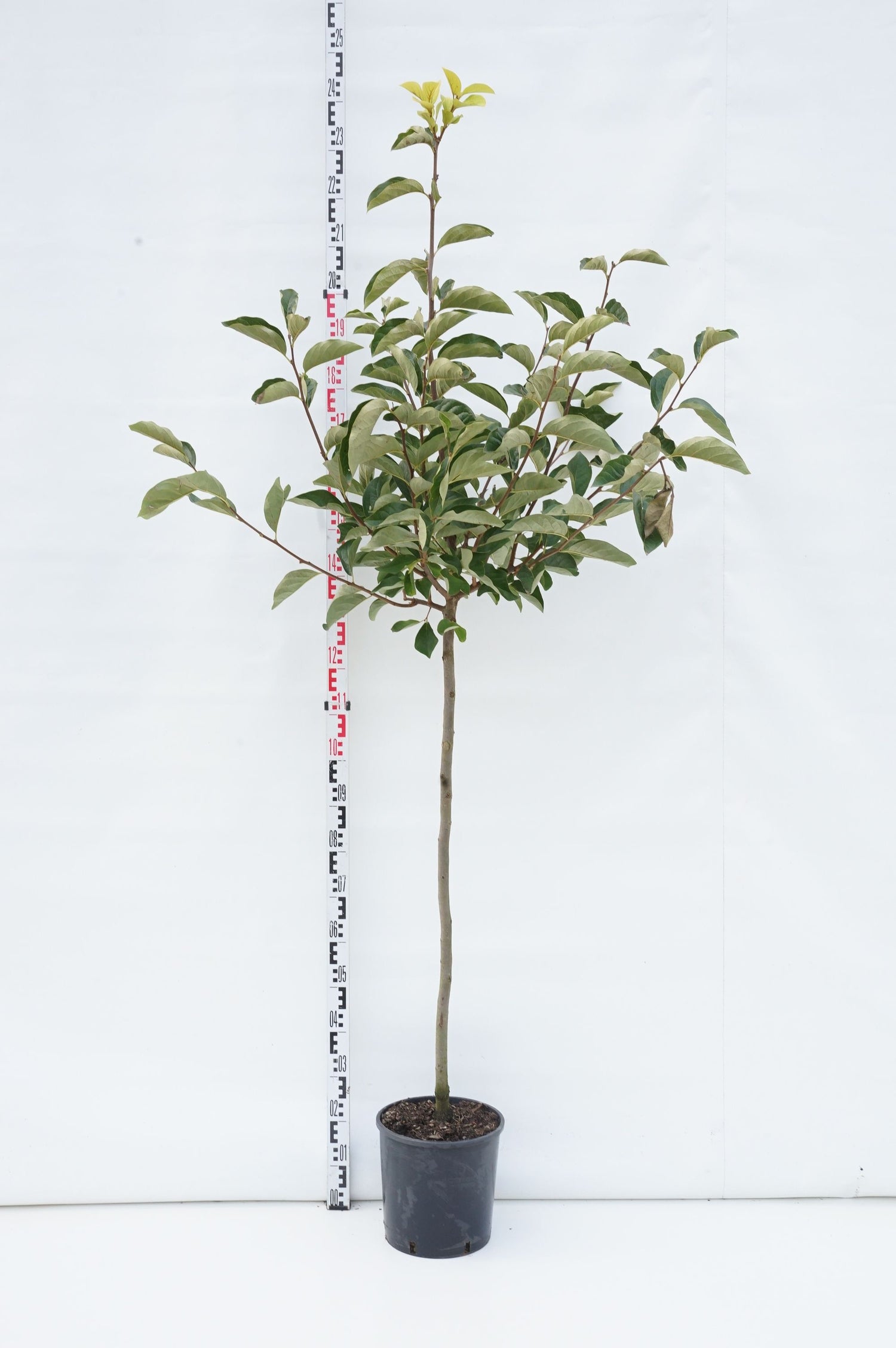 Rhododendron &