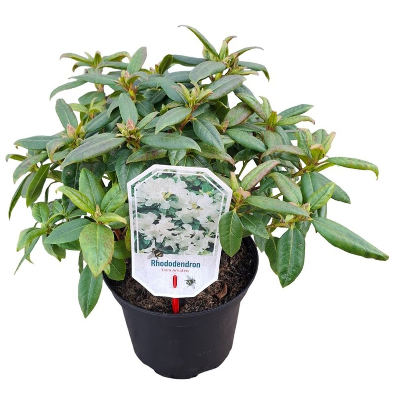 Rhododendron &
