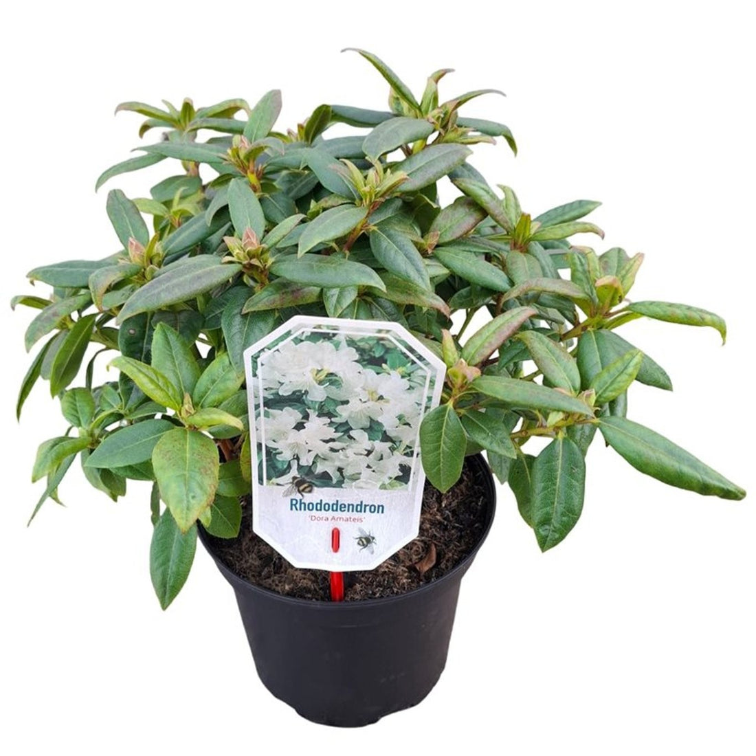 Rhododendron &