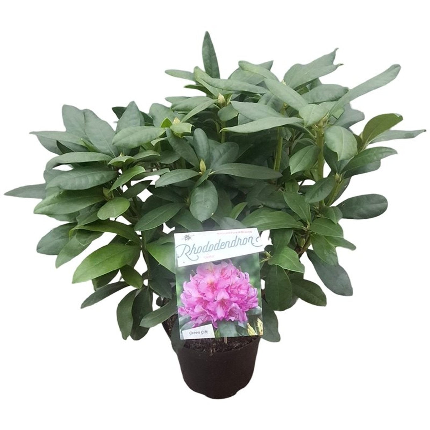 Rhododendron &