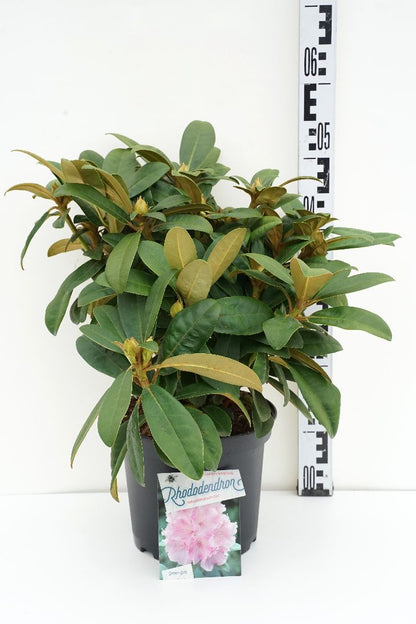 Rhododendron (Y) &
