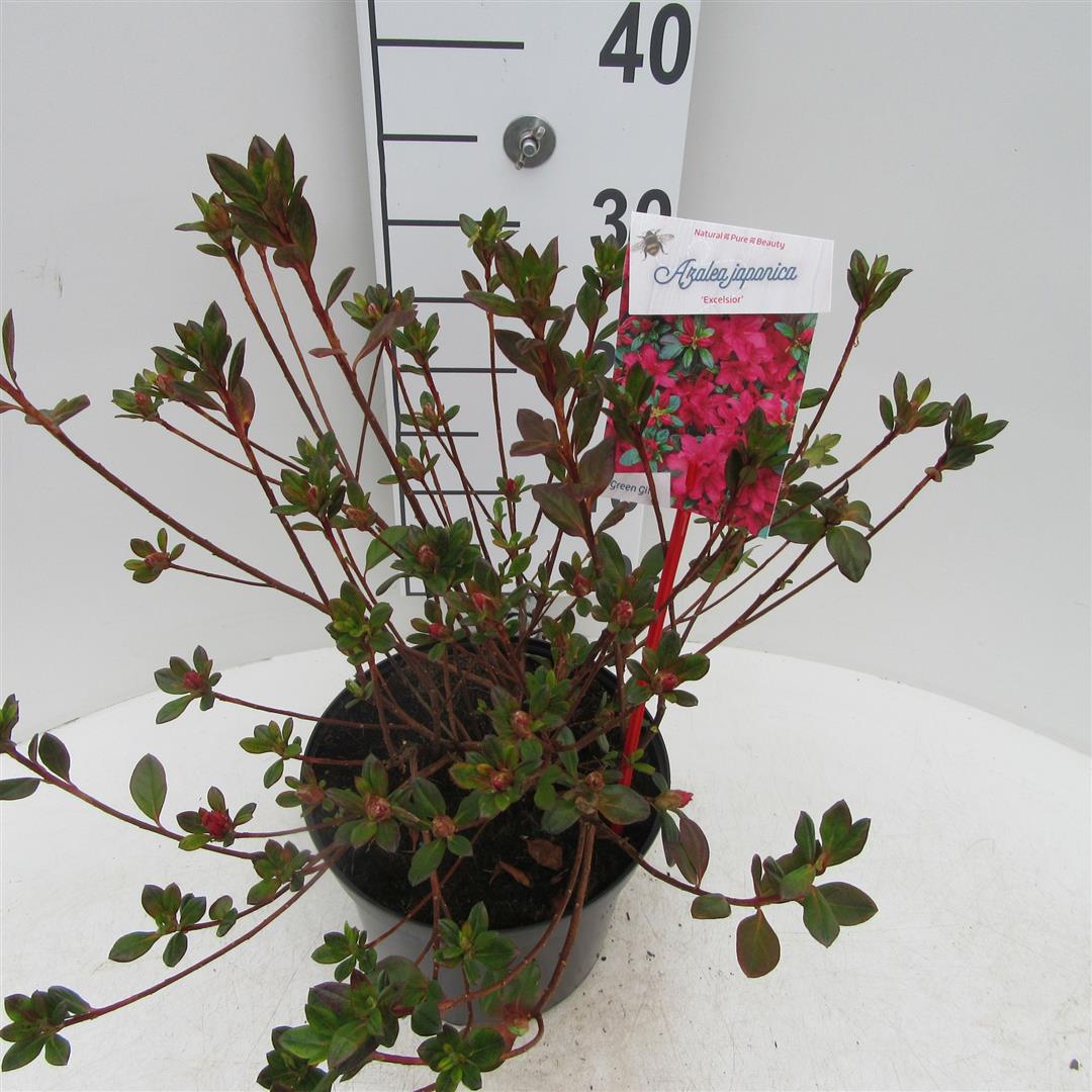 Rhododendron (AJ) &