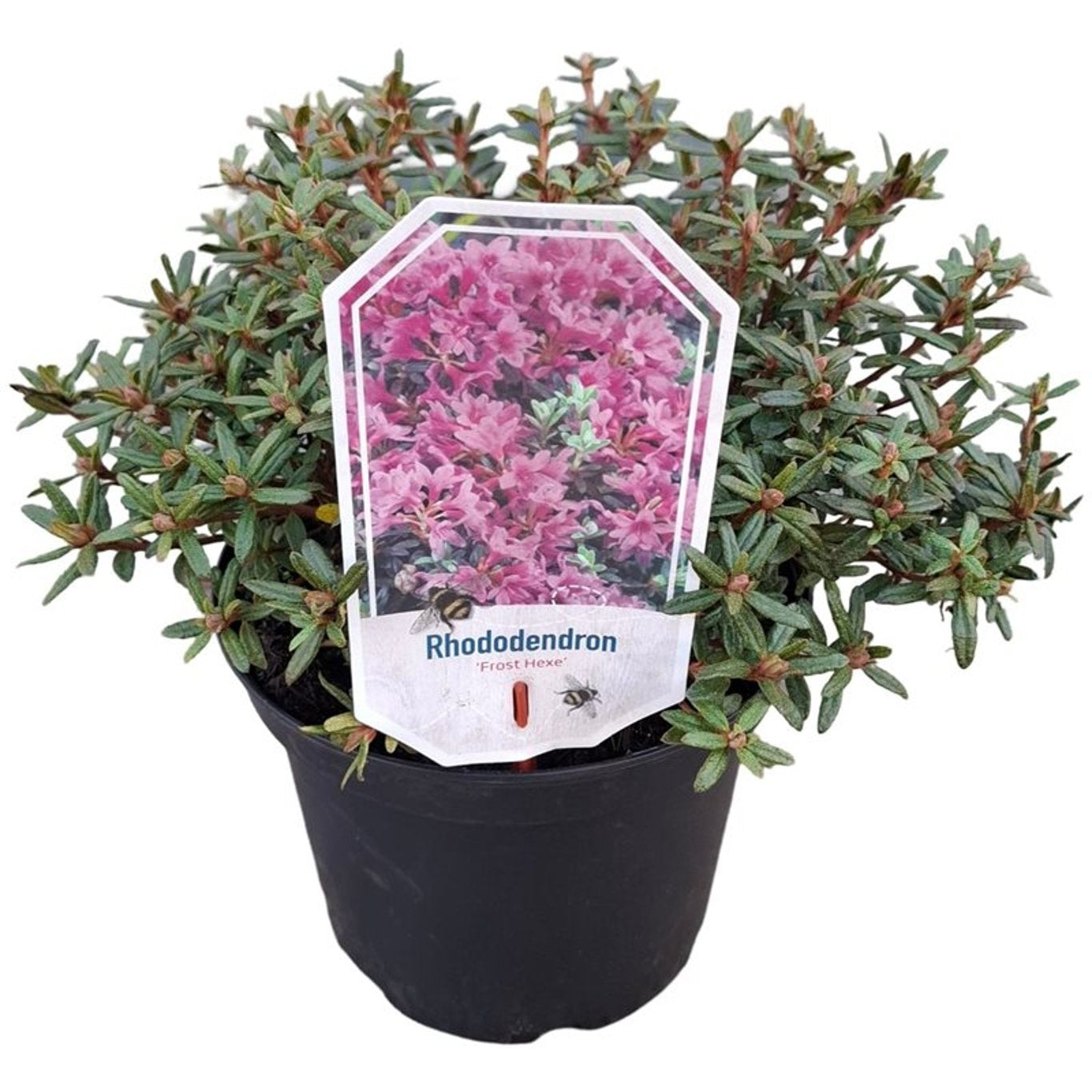 Rododendron &