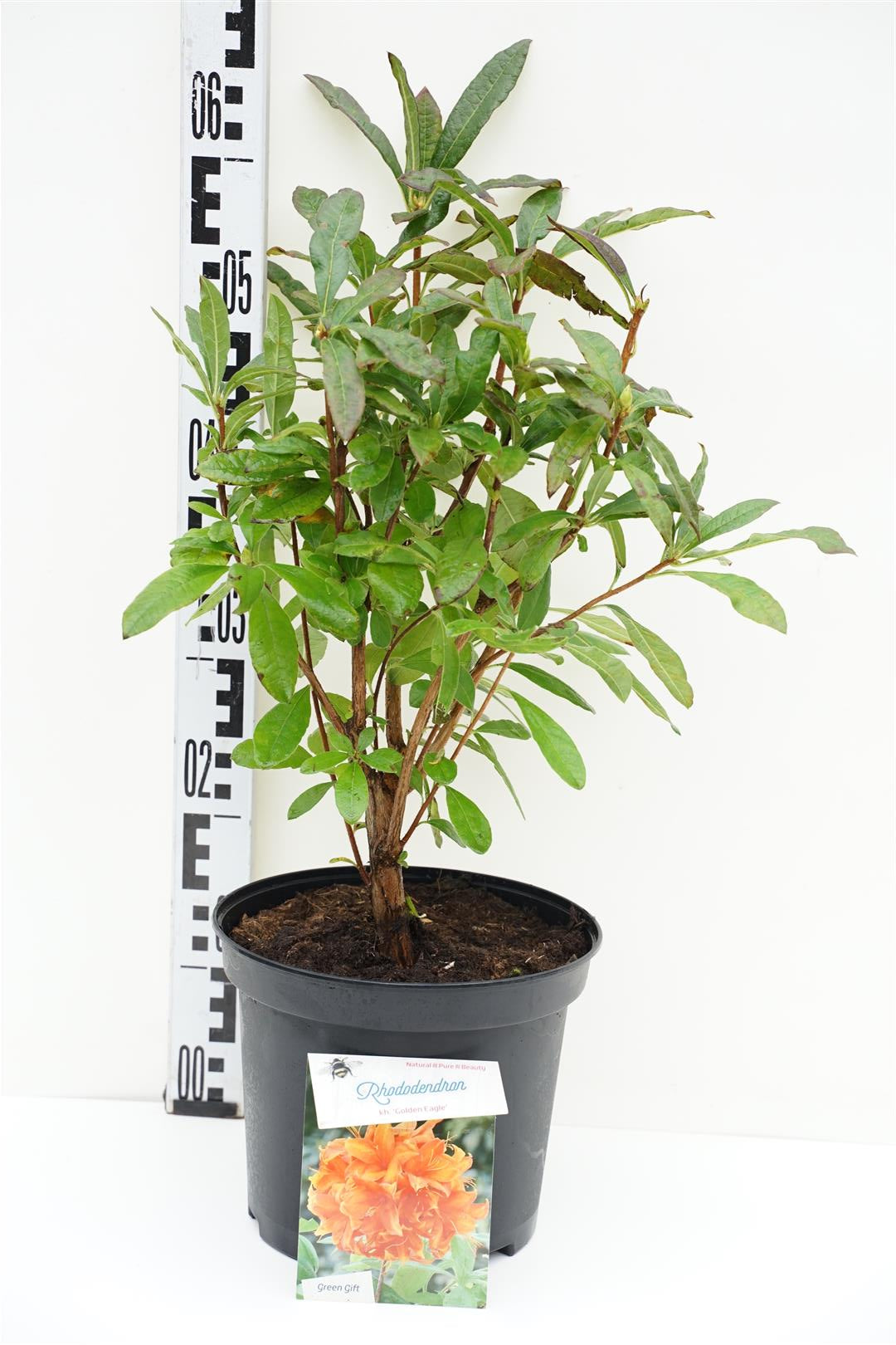 Rododendron (AK) &