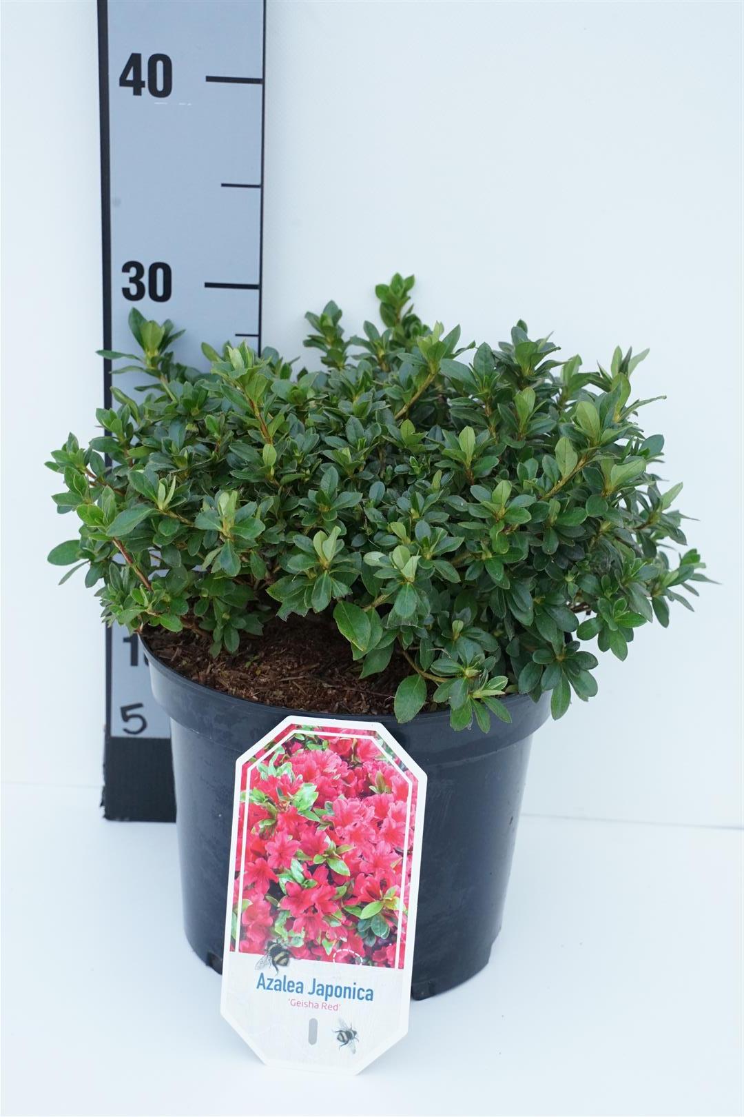 Rhododendron (AJ) &