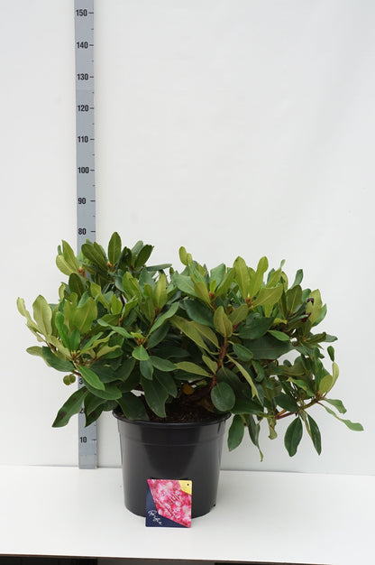 Rhododendron &