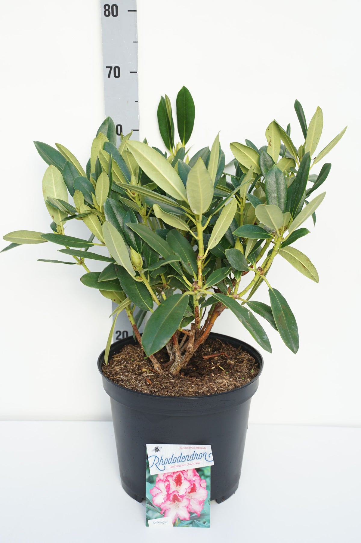 Rhododendron &